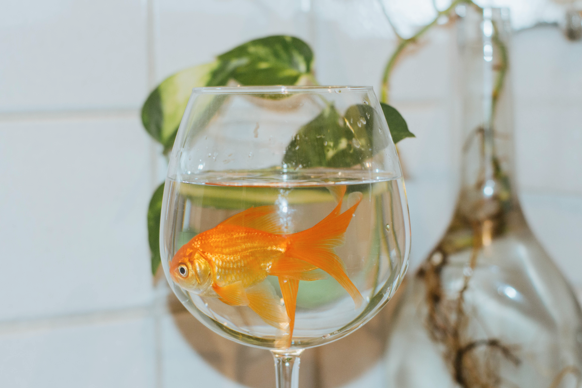 verre vin blanc poisson