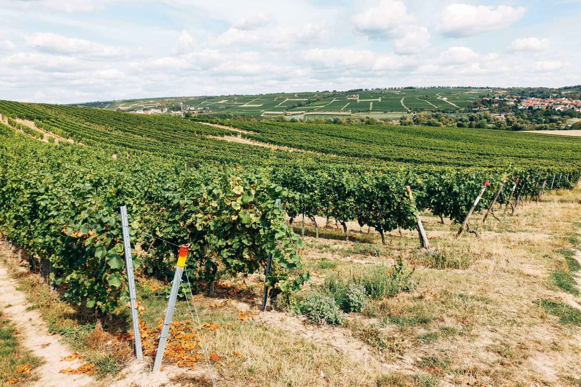vignes Bordeaux rangs