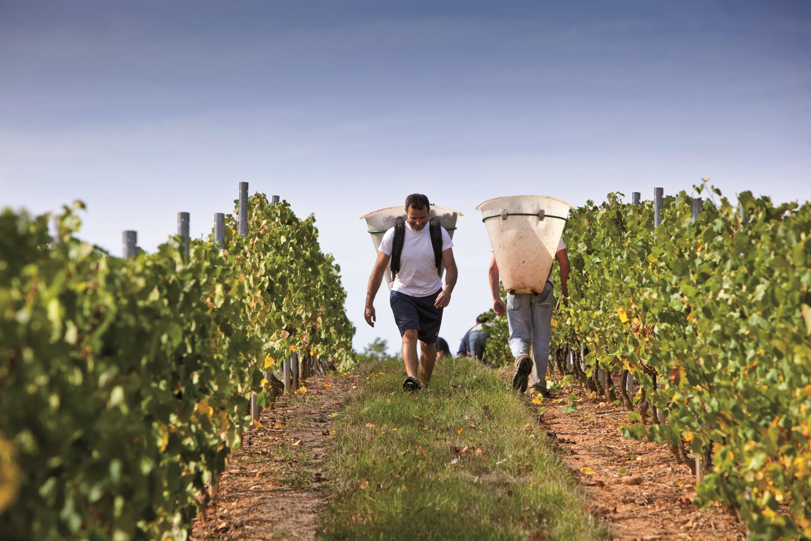 Rangs de vigne du vignoble auvergnat sur des coteaux volcaniques d'Auvergne