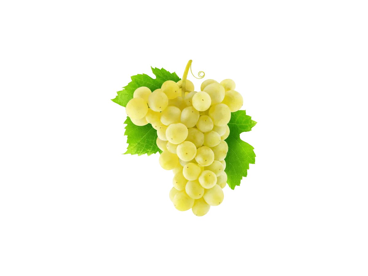 Grappe de raisin de chenin blanc sur une vigne du vignoble ligérien