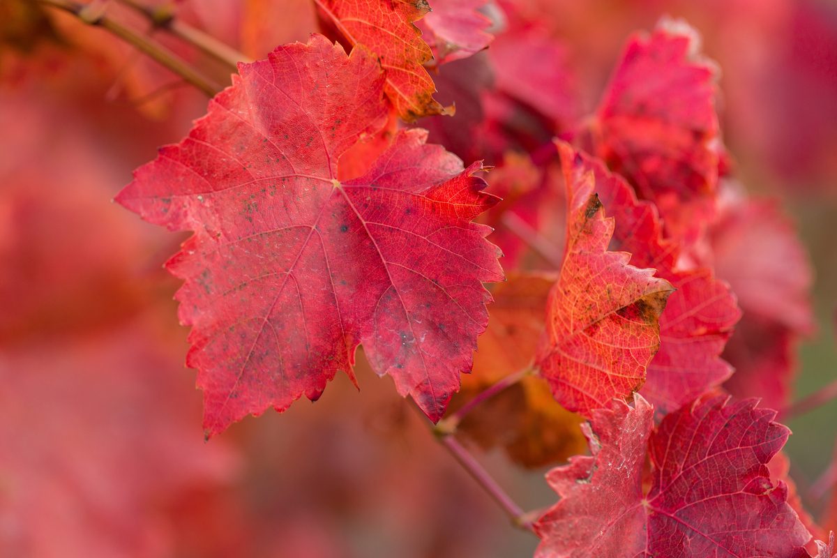 Feuilles de vigne rouge devenues pourpres à l'automne, utilisées en phytothérapie pour la circulation